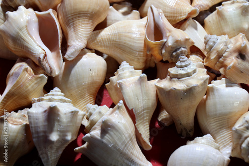  Sea shells in the market. Conch shells at Puri sea beach evening market. Beautiful marine shells. photo