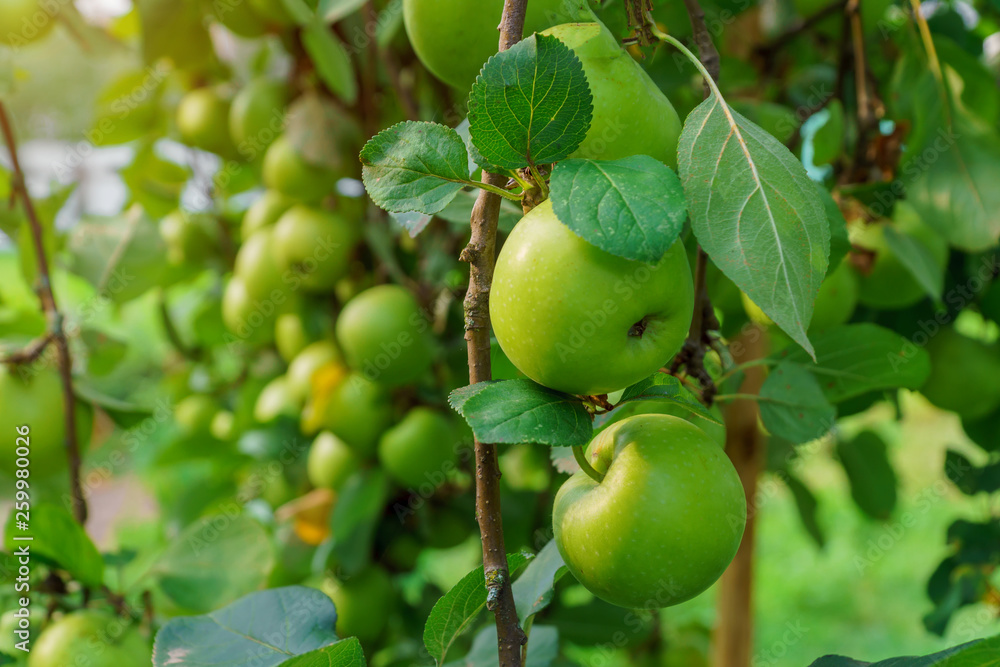 Apples on apple tree branch. Selective focus. Apples on apple tree branch. Selective focus.
