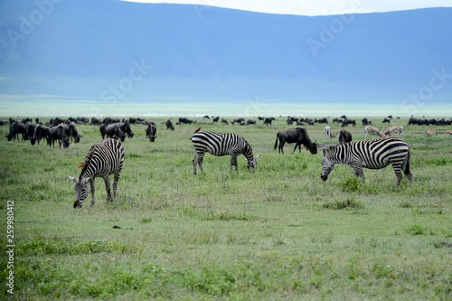 Big migratio nin Ngorongoro in Tanzania photo