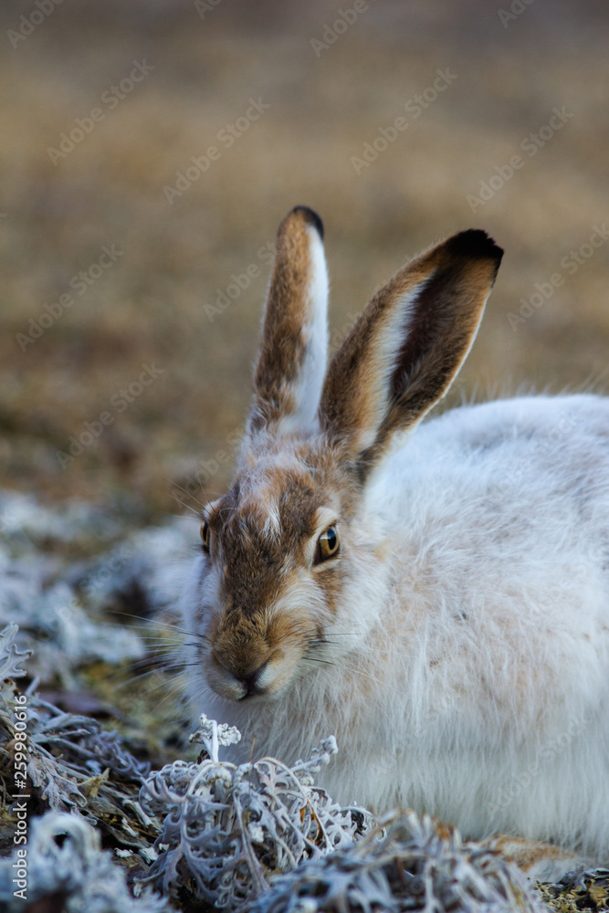Fototapeta premium Snowshoe hare rabbit smelling the spring flora