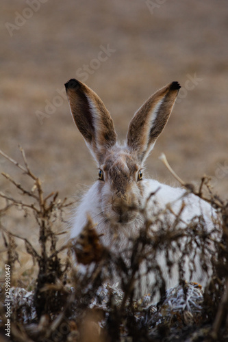 Snowshoe hare rabbit hiding from summer