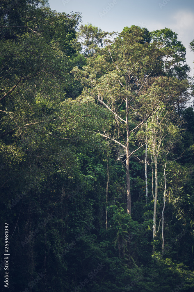 View of tropical rain forest landscape at Taman Negara, Pahang, Malaysia.