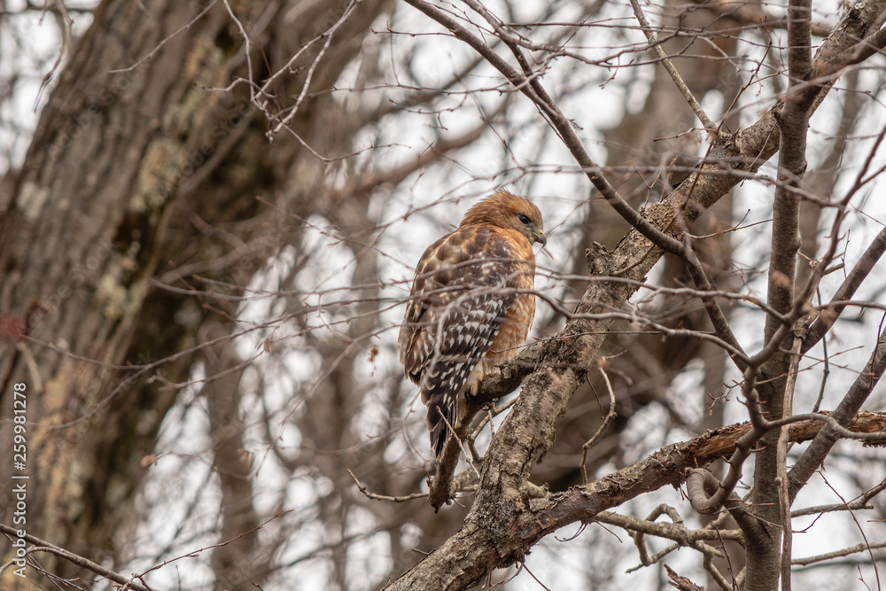 Red Shoulder Hawk Red Shoulder Hawk