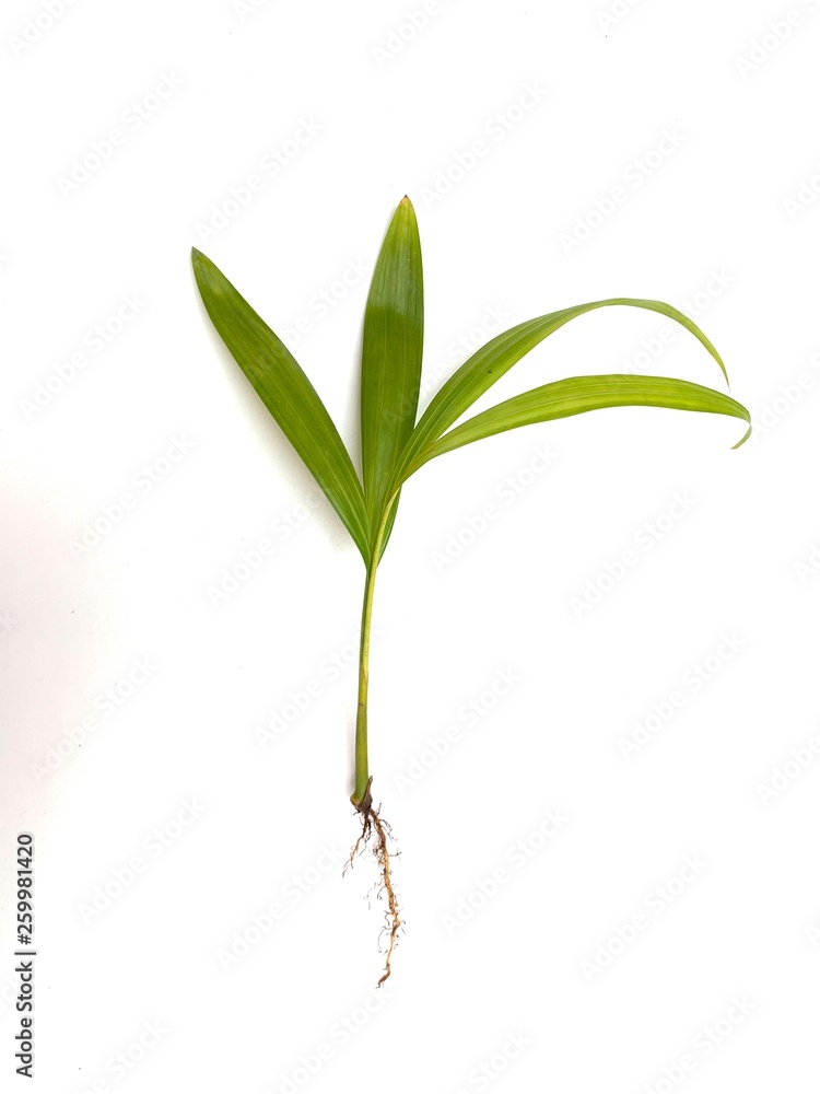 Obraz premium Palmera pequeña sobre fondo blanco 