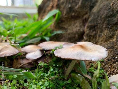 Close up de hongos creciendo en el jardín 