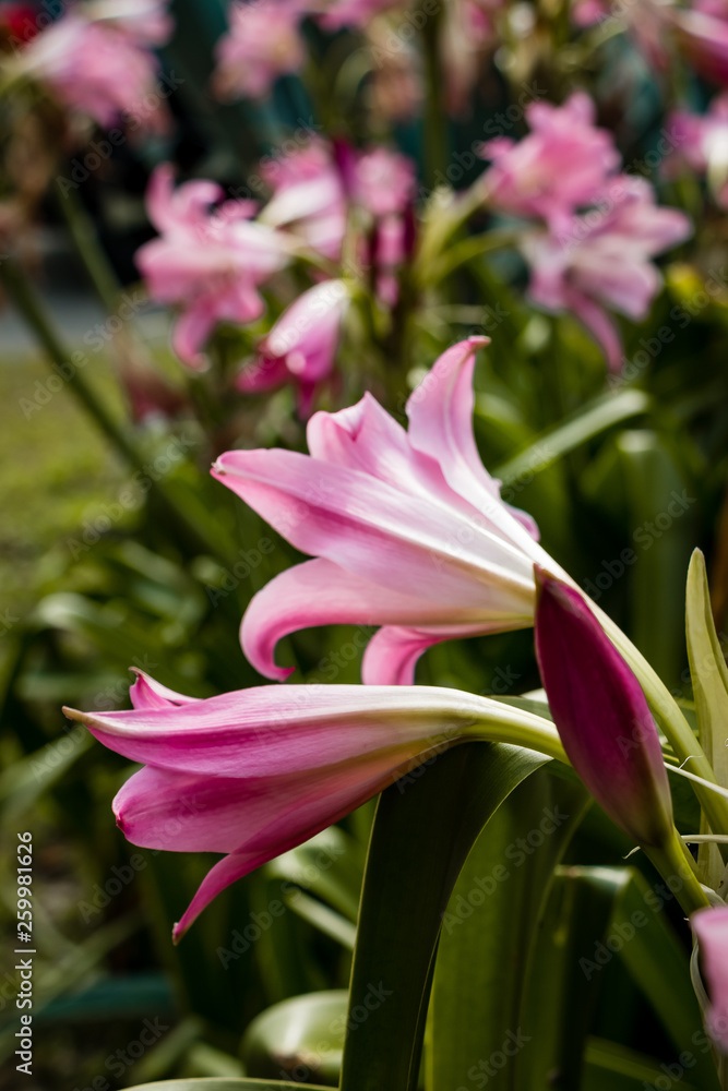 Beautiful assorted flowers of Spring in Galveston, Texas Beautiful assorted flowers of Spring in Galveston, Texas