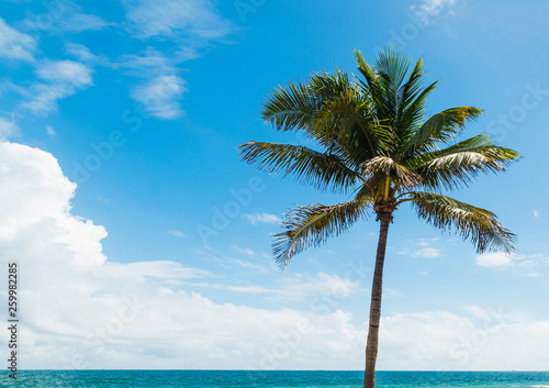 Fototapeta Naklejka Na Ścianę i Meble -  Palm tree under a blue sky in Fort Lauderdale beach