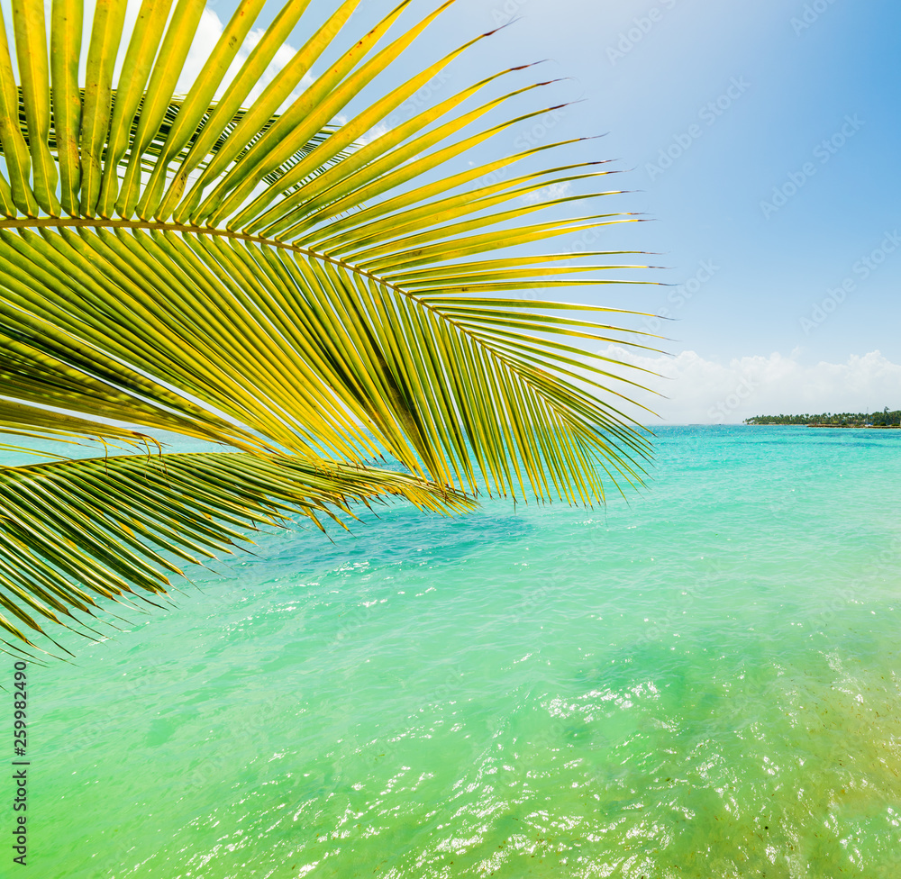 Fototapeta premium Palm tree and turquoise water in Sainte Anne shore