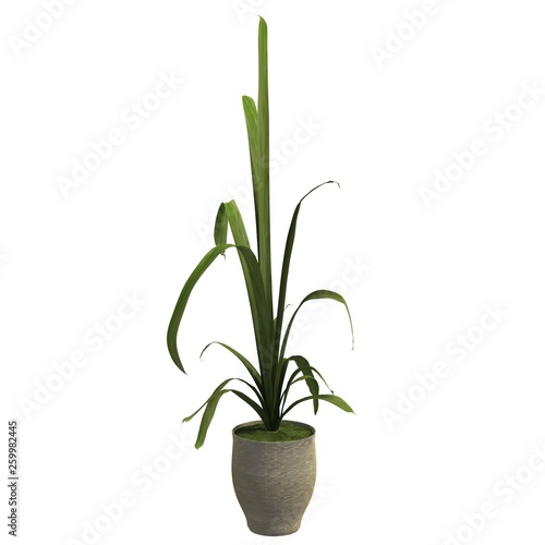 Indoor plant 3d illustration isolated on the white background