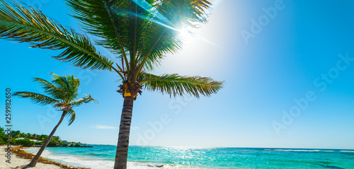 Coconut palm trees and blue sea in Guadeloupe