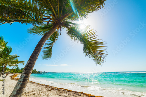 Fototapeta Naklejka Na Ścianę i Meble -  Palm trees in Raisins Clairs beach in Guadeloupe