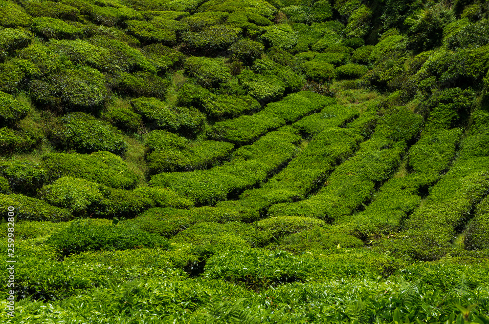 Tea plantation field on mountain hill at Cameron highland