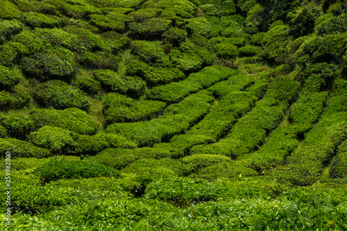 Tea plantation field on mountain hill at Cameron highland © themorningglory