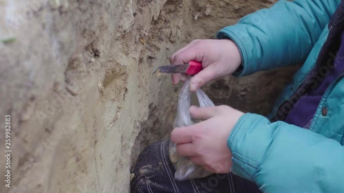 Close up hands of scientist ecologist getting samples of soil from the central layer of the soil slit