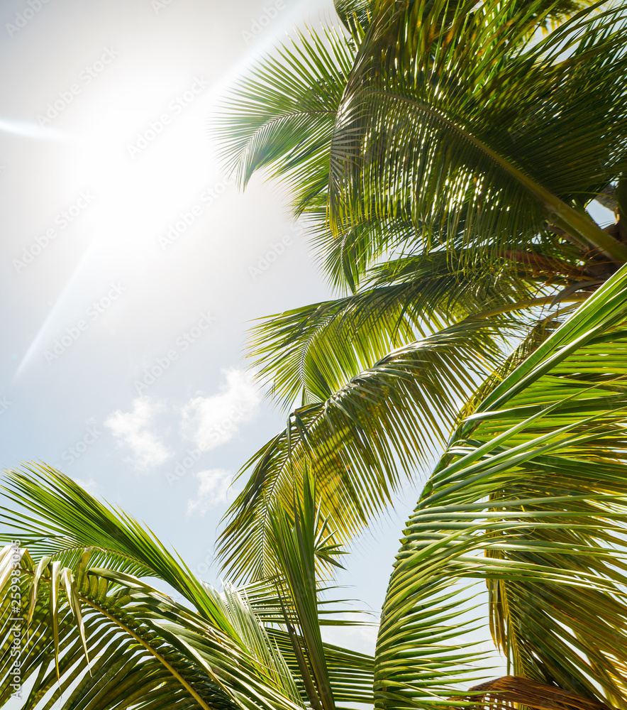 Palm trees and shining sun in the Caribbean Palm trees and shining sun in the Caribbean