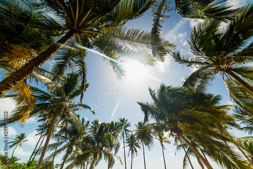 Sun shining over tall palm trees in Guadeloupe