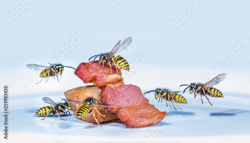 Many wasps fly on roasted ham. Concept annoying insects. photo