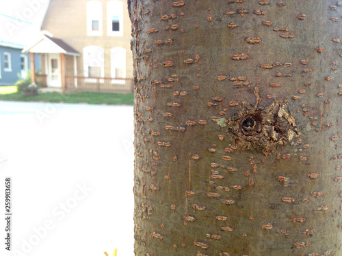 textured tree bark with small knothole photo