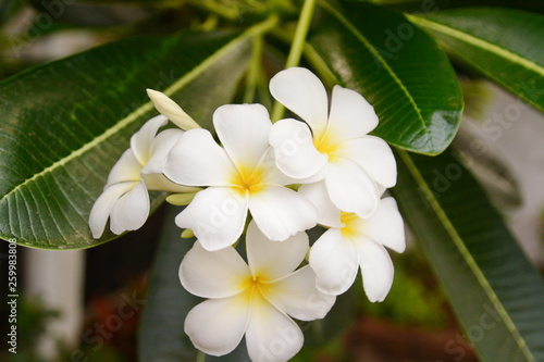 Flower Plumeria with green leaves on blurred background. White flowers with yellow at center © kasira698