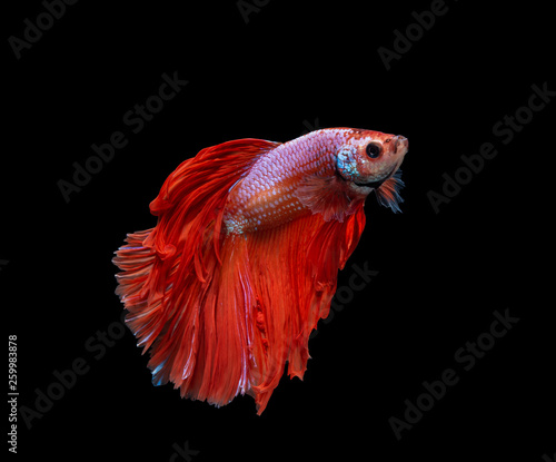 Moving moment of Red and white half moon siamese fighting fish, betta fish isolated on black background.