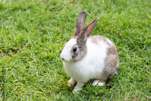 Adorable cute rabbit sitting on green grass. Little rabbit tricky in the garden
