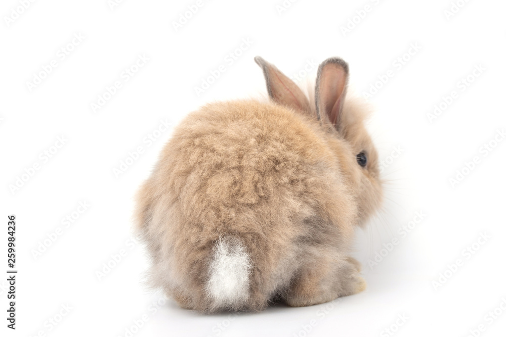 Obraz premium Brown adorable baby rabbit on white background.