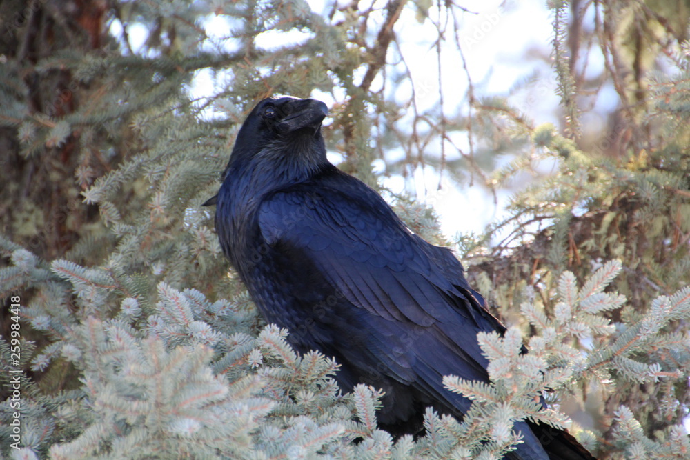Fototapeta premium Raven In The Tree, Jasper National Park, Alberta