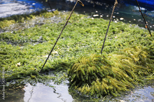 seaweed plant in water