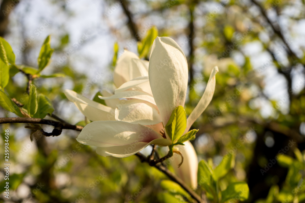 Magnolia in bloom, spring, southern Slovenia, public park Magnolia in bloom, spring, southern Slovenia, public park