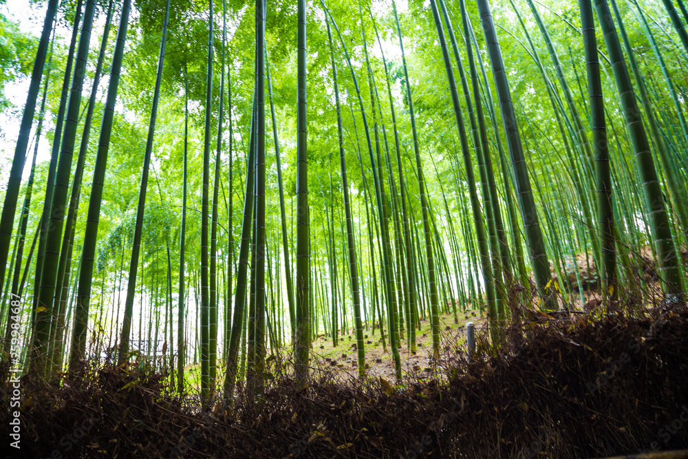 Arashiyama city of bamboo forest travel with pathway Arashiyama city of bamboo forest travel with pathway