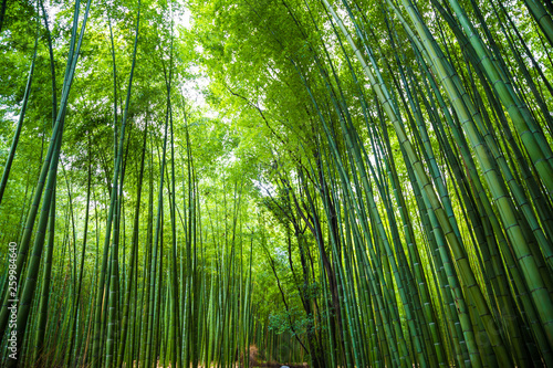 Arashiyama city of bamboo forest travel with pathway