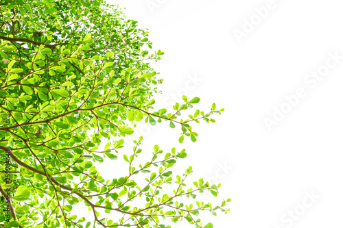 Green Leaves isolated on white background concept ,clipping paths