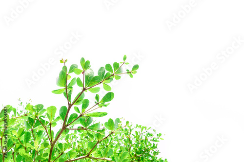 Green Leaves isolated on white background concept ,clipping paths