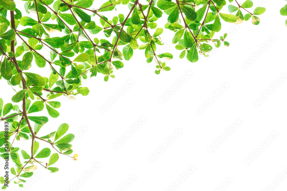 Green Leaves isolated on white background concept ,clipping paths Green Leaves isolated on white background concept ,clipping paths