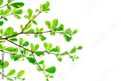Green Leaves isolated on white background concept  clipping paths