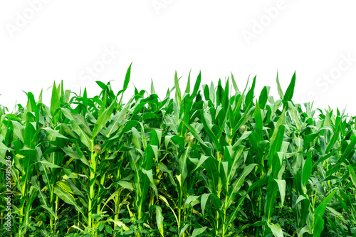 Corn garden isolated on white background