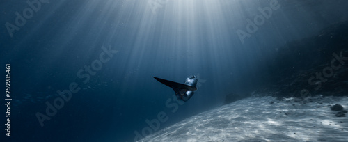 Fotografia Woman freediver glides in the depth among the school of fish over the sandy bott