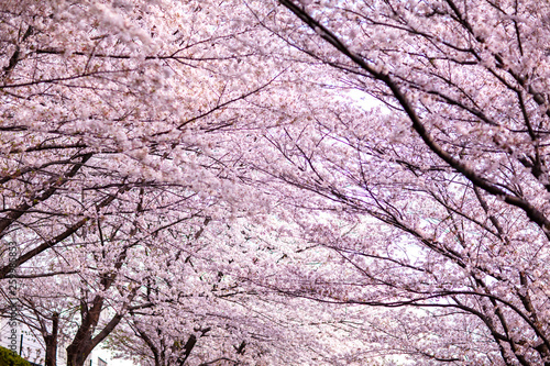 日本　花見　さくら　吹雪　リラックス　綺麗　美しい　花びら　春 © Imaging L