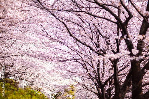 Wallpaper Mural 日本　花見　さくら　吹雪　リラックス　綺麗　美しい　花びら　春 Torontodigital.ca