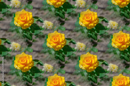 Beautiful yellow roses seamless texture background