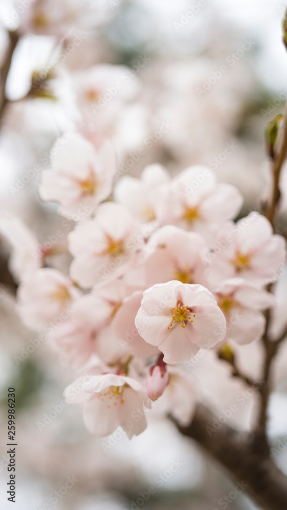 beautiful Cherry Blossom beautiful Cherry Blossom