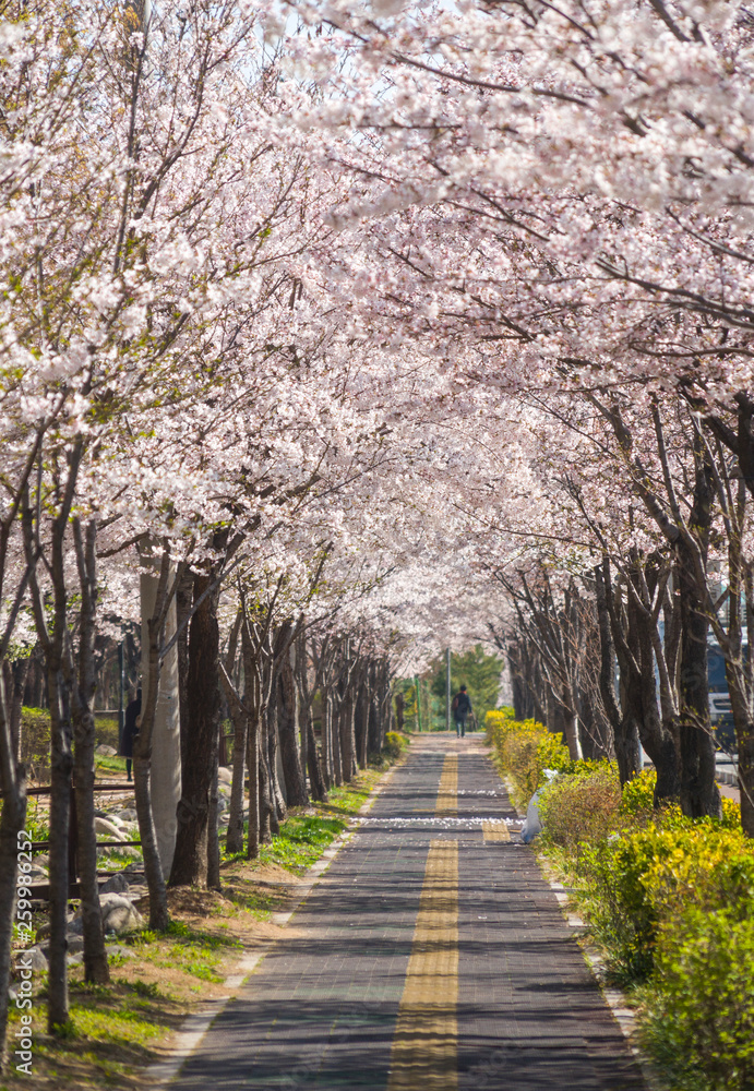 beautiful Cherry Blossom