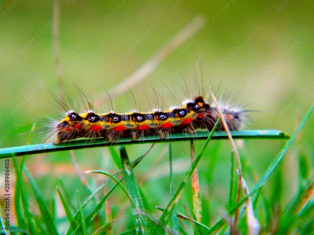 Fototapeta premium Insect