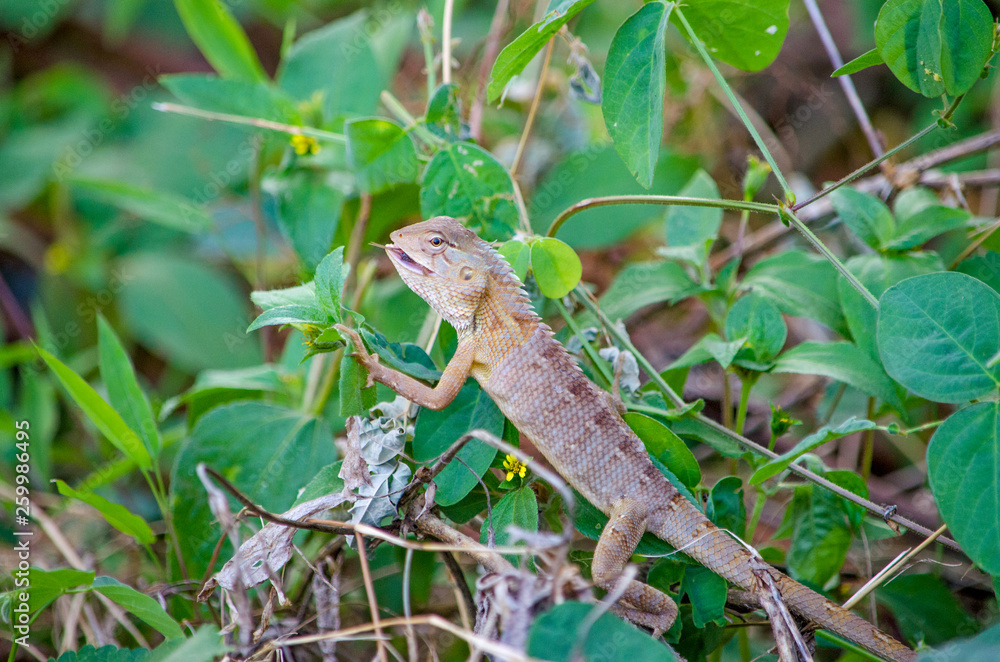 Animal of a reptile of a lizard in India Asia Animal of a reptile of a lizard in India Asia