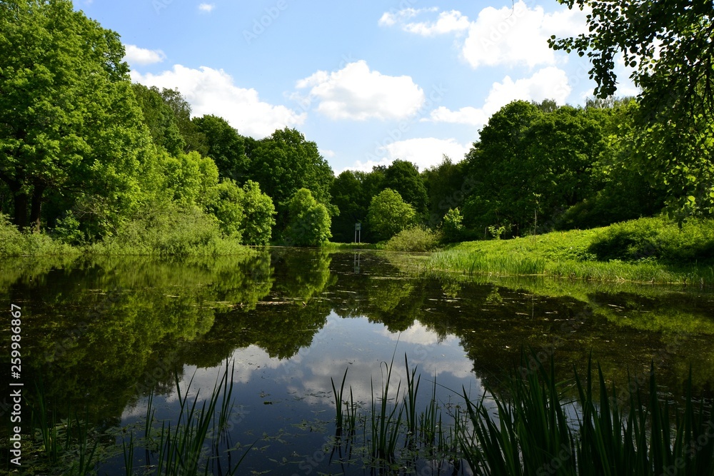 Lake in the Park in spring