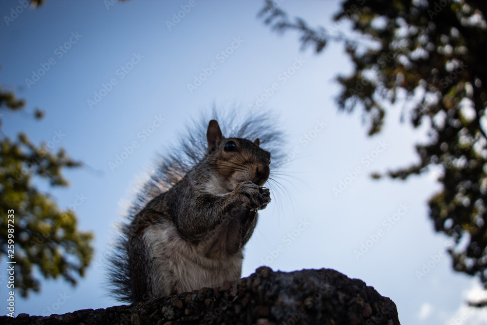 Obraz premium Hungry squirrel