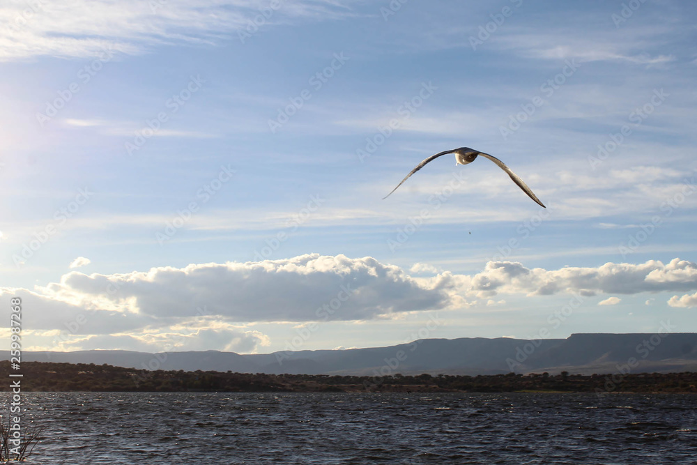 Obraz premium Vuelo al horizonte