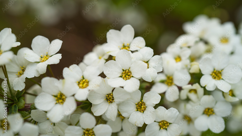 white flowers on green background white flowers on green background