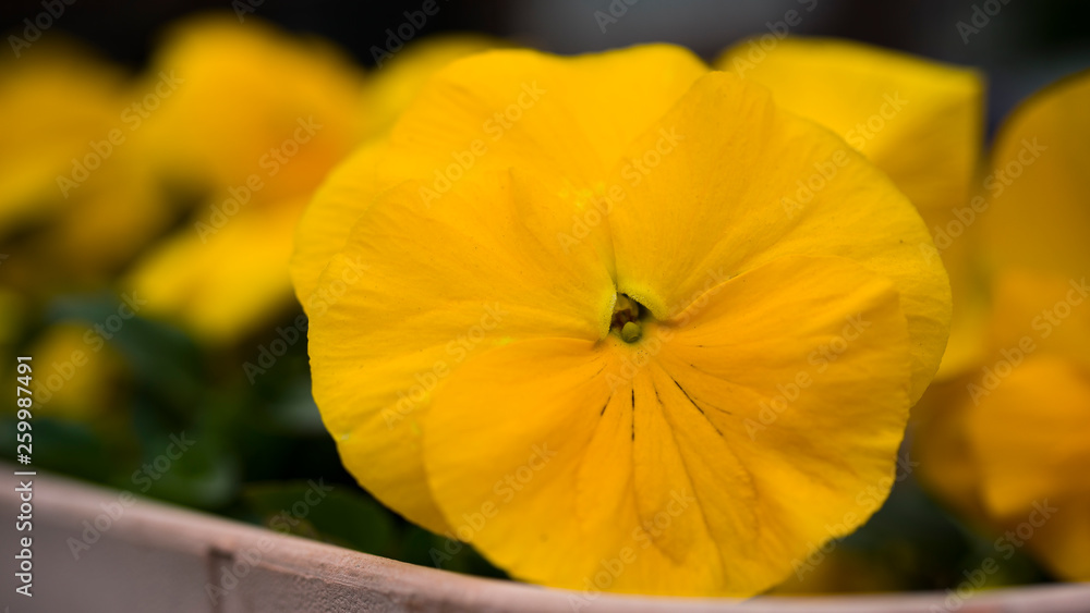 yellow flower with drops of water yellow flower with drops of water