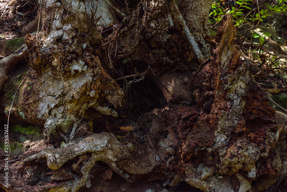 Obraz premium Anaga Forest Reserve. Tenerife. Canary Islands. Spain